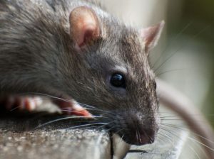 Patkányirtás szükségessége, megelőzés nyolc lépésben