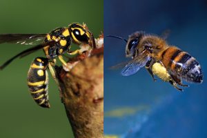 A darázs káros, míg a méh hasznos